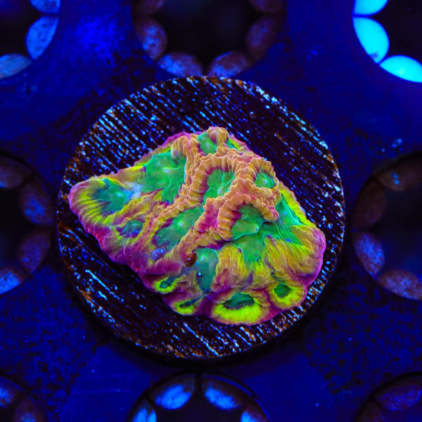 TSA Pandemic Favia Coral