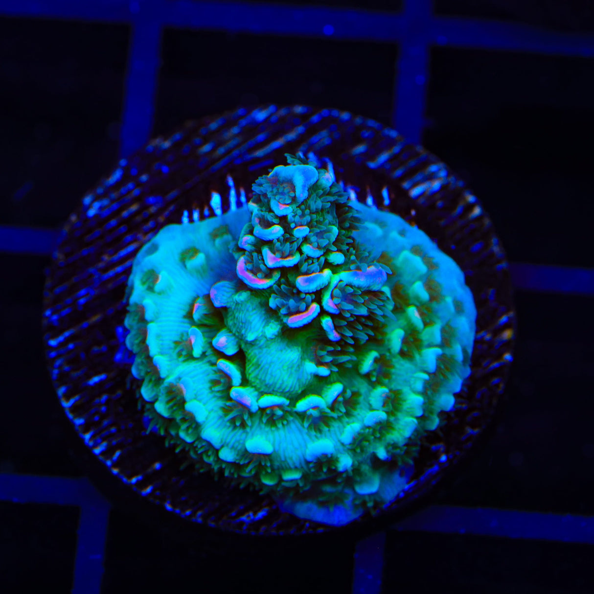 TSA Papa Smurf Acropora Coral