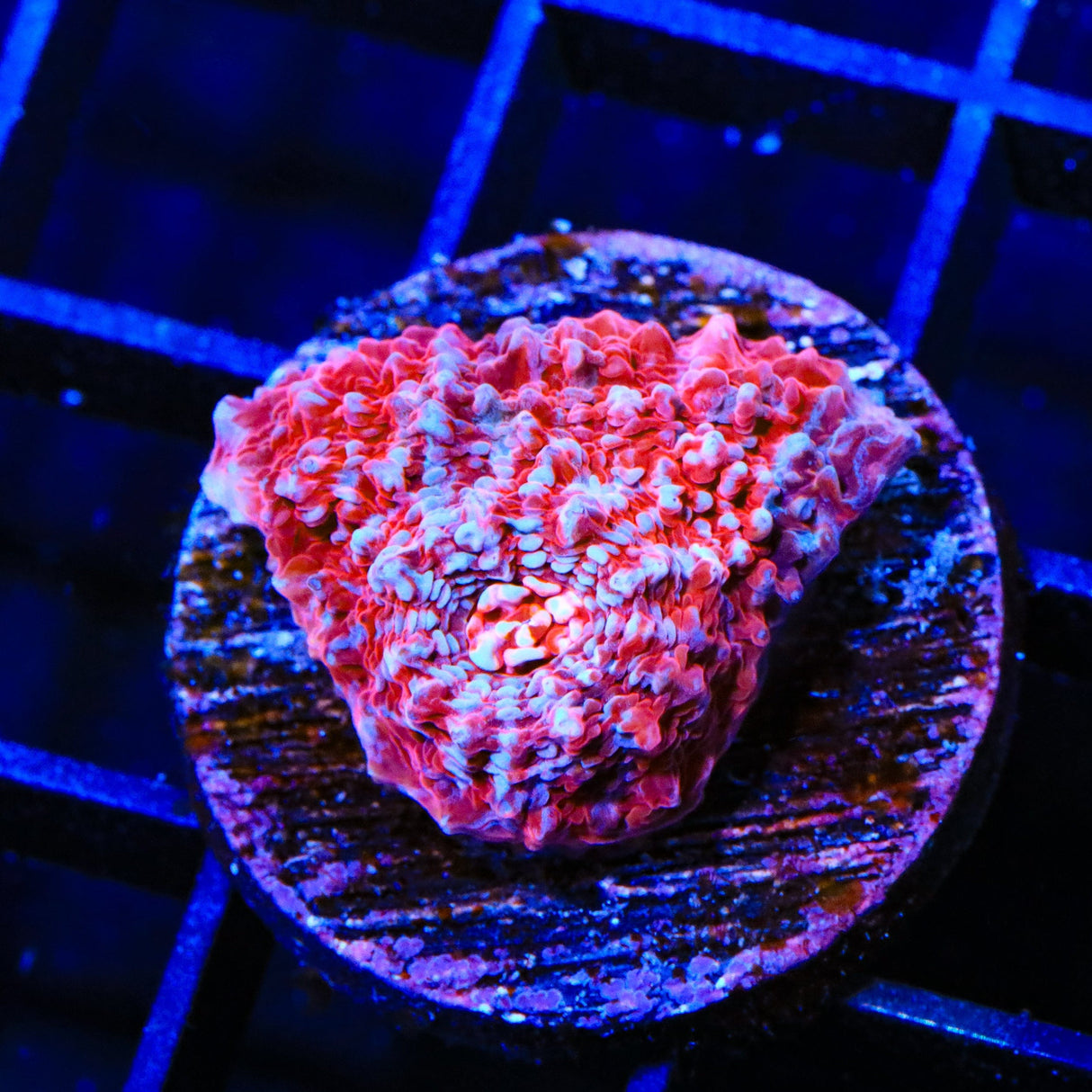 TSA Patriotic Chalice Coral