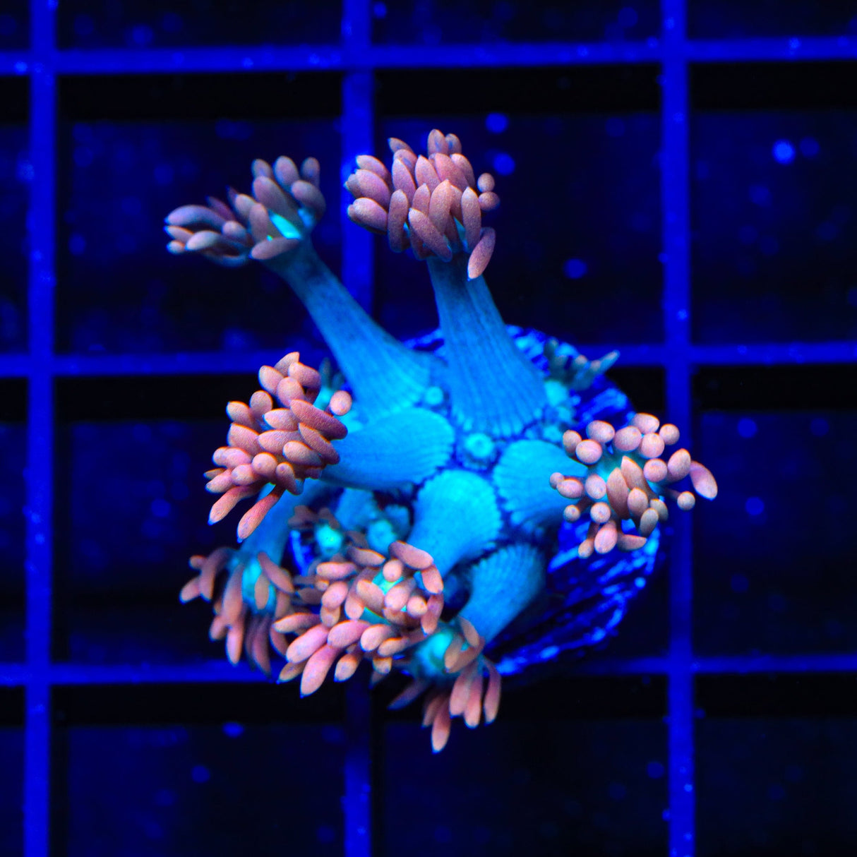 TSA Peach Dream Goniopora Coral