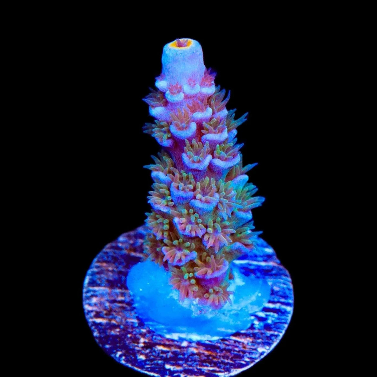TSA Peach Tree Tenuis Acropora Coral