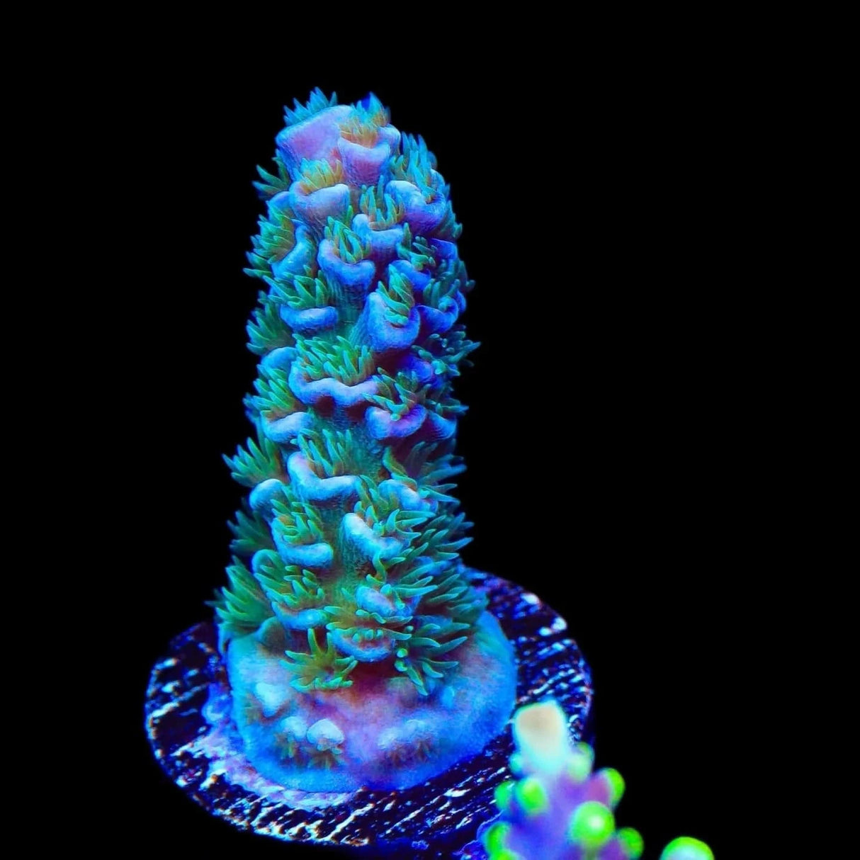TSA Peach Tree Tenuis Acropora Coral