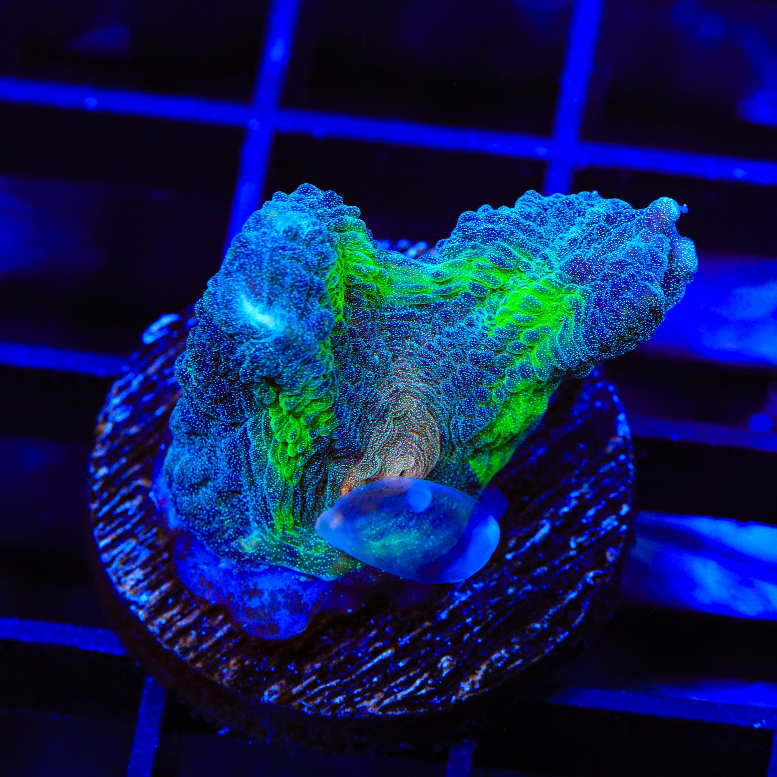 TSA Peacock Pectinia Coral