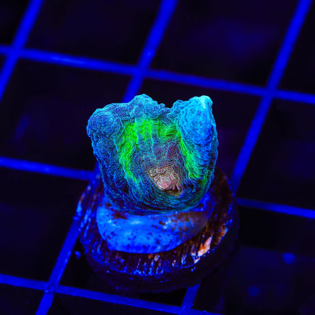 TSA Peacock Pectinia Coral