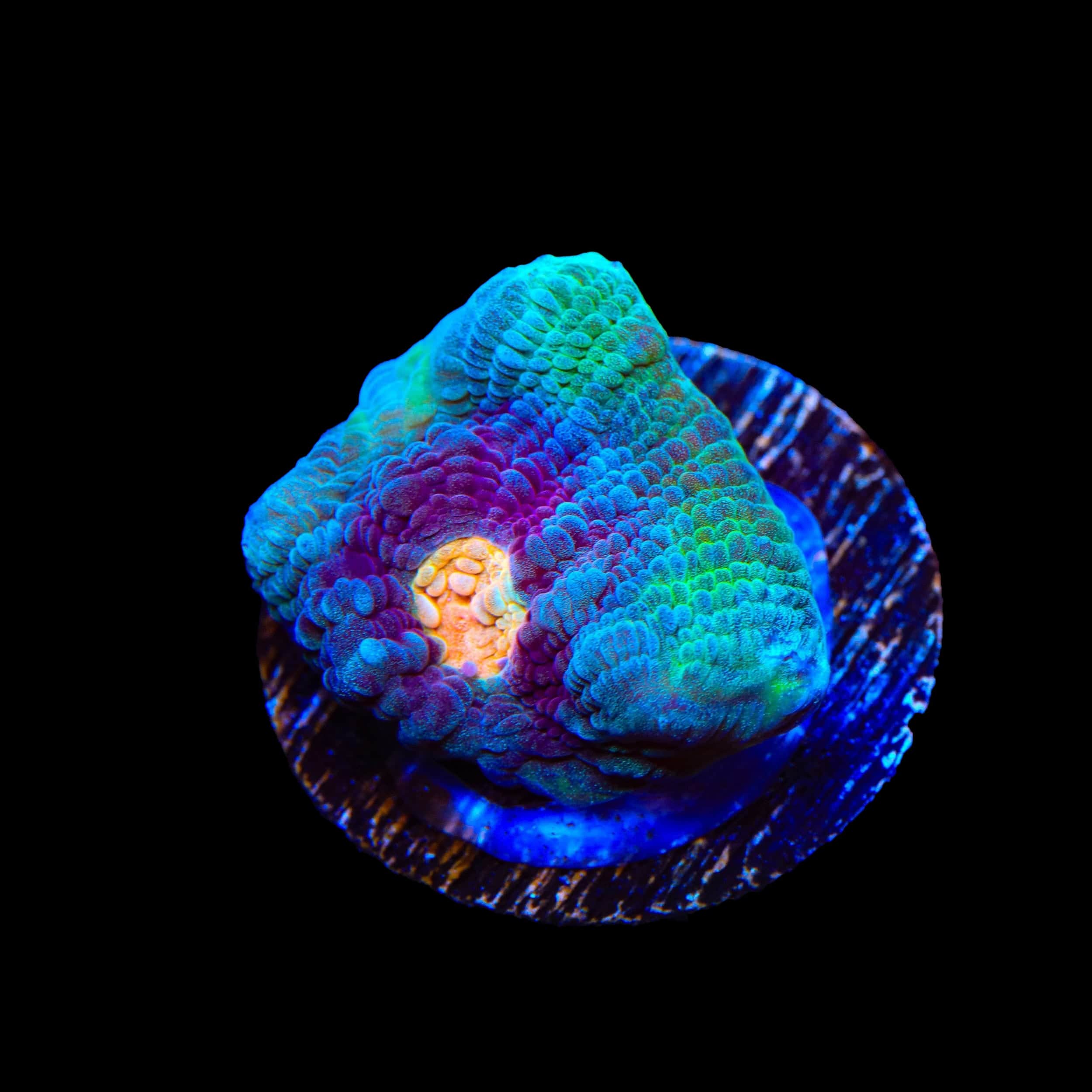 TSA Peak a Boo Chalice Coral