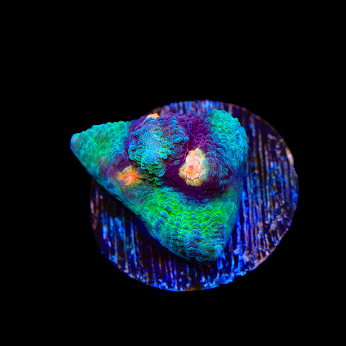 TSA Peak a Boo Chalice Coral