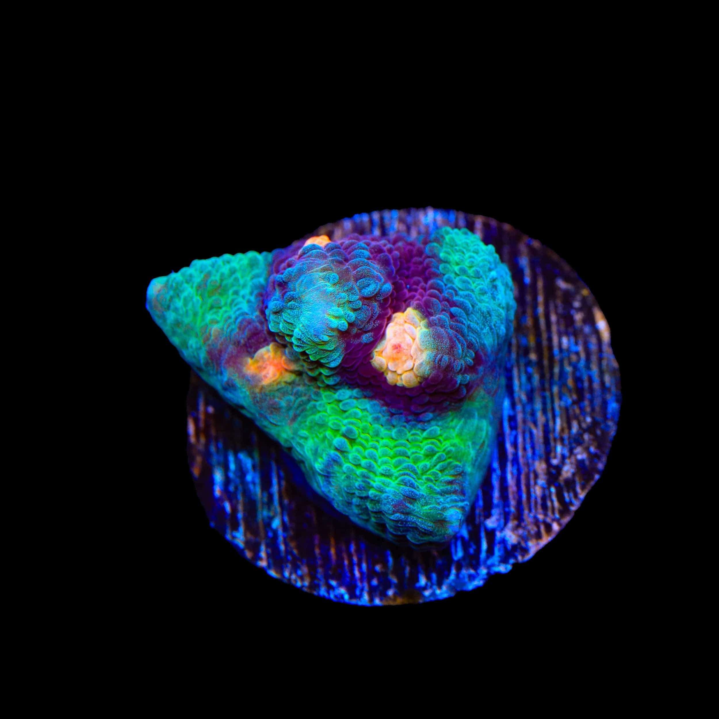 TSA Peak a Boo Chalice Coral