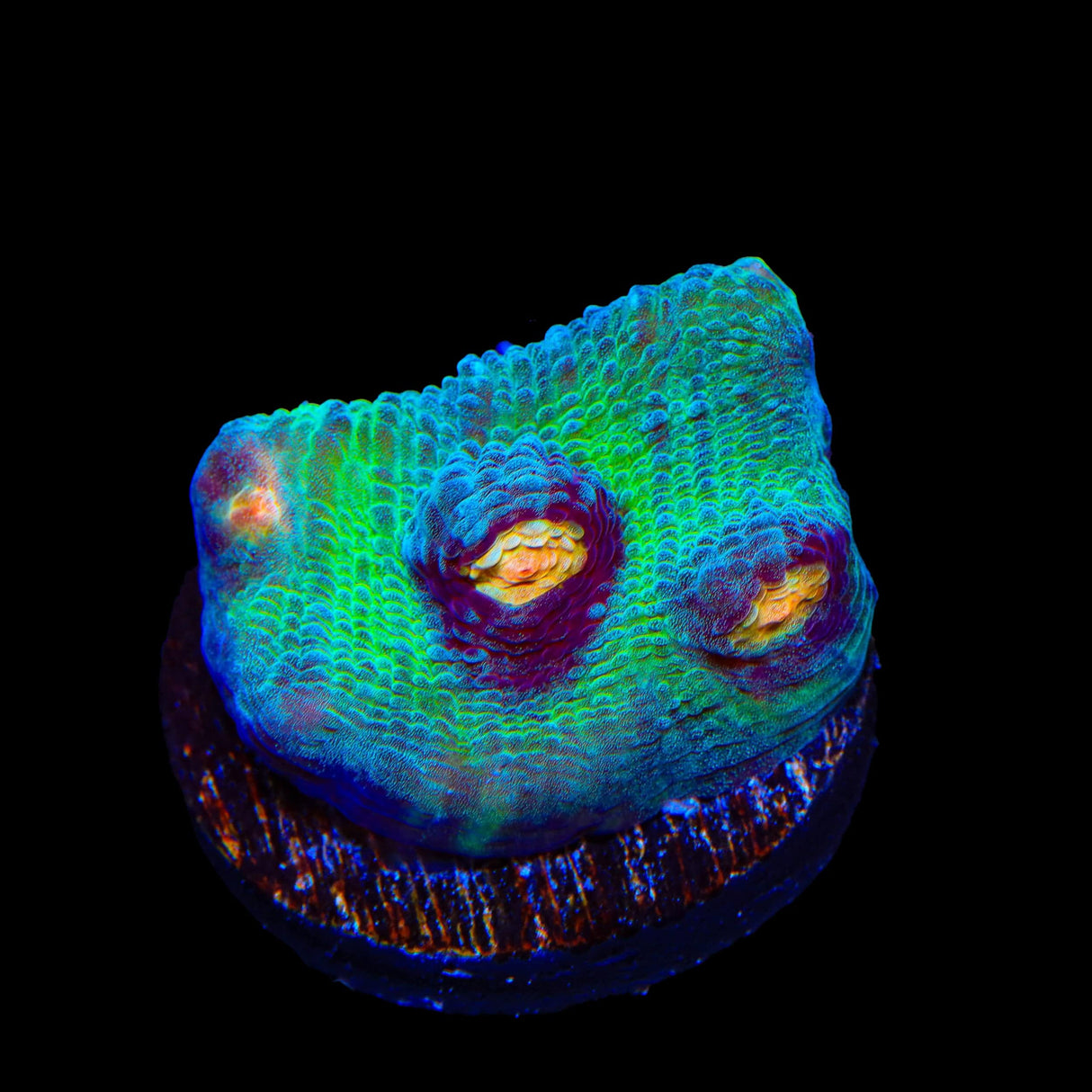 TSA Peak a Boo Chalice Coral