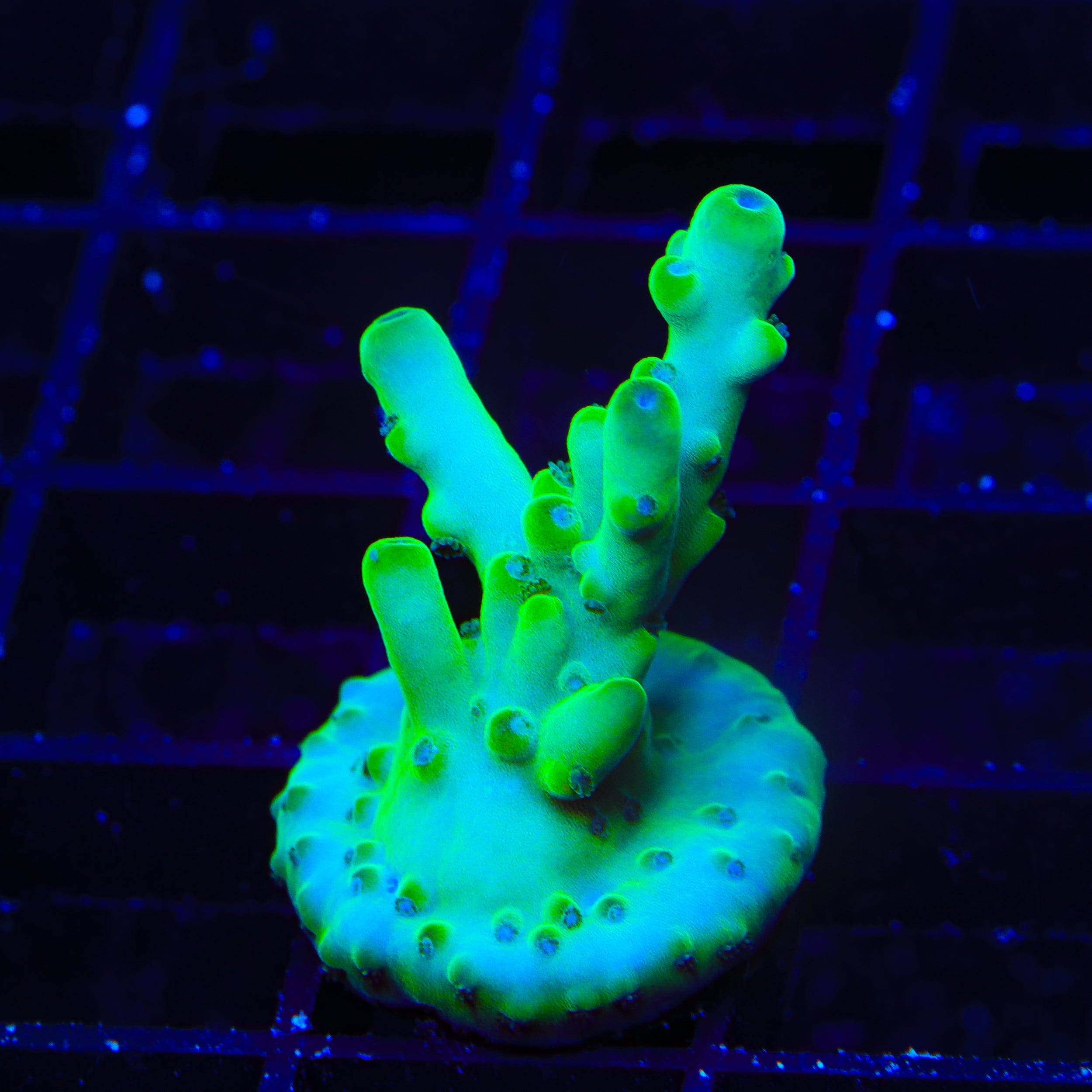 TSA Pearl Acropora Coral