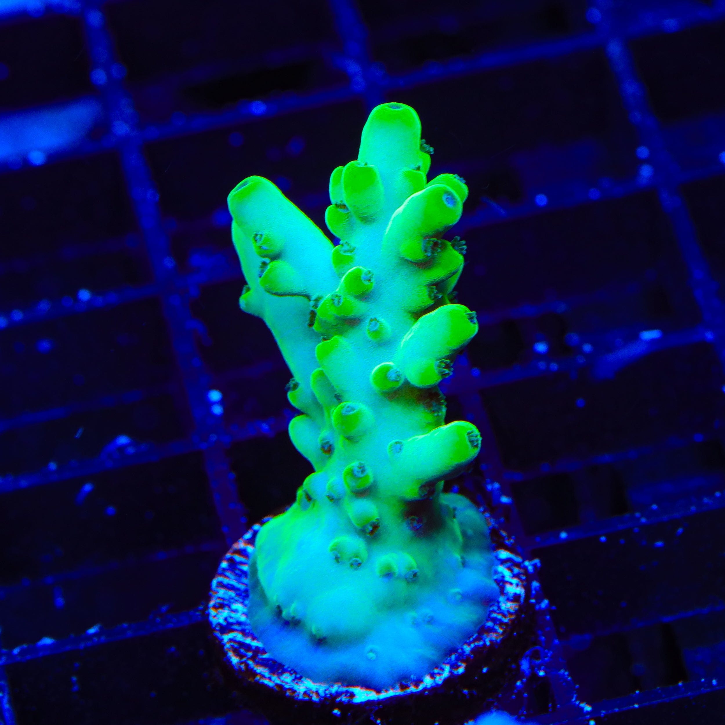 TSA Pearl Acropora Coral