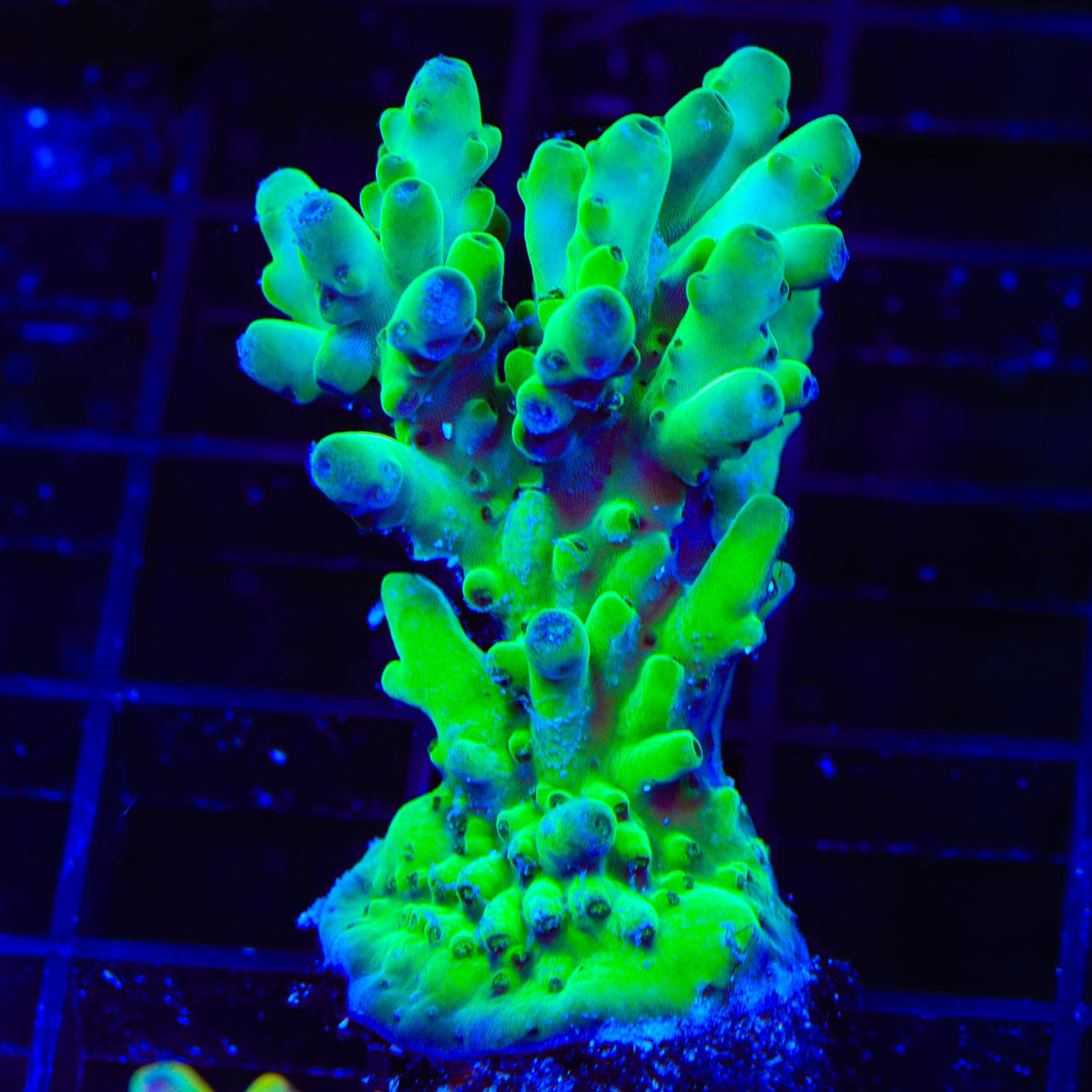 TSA Pearl Acropora Coral