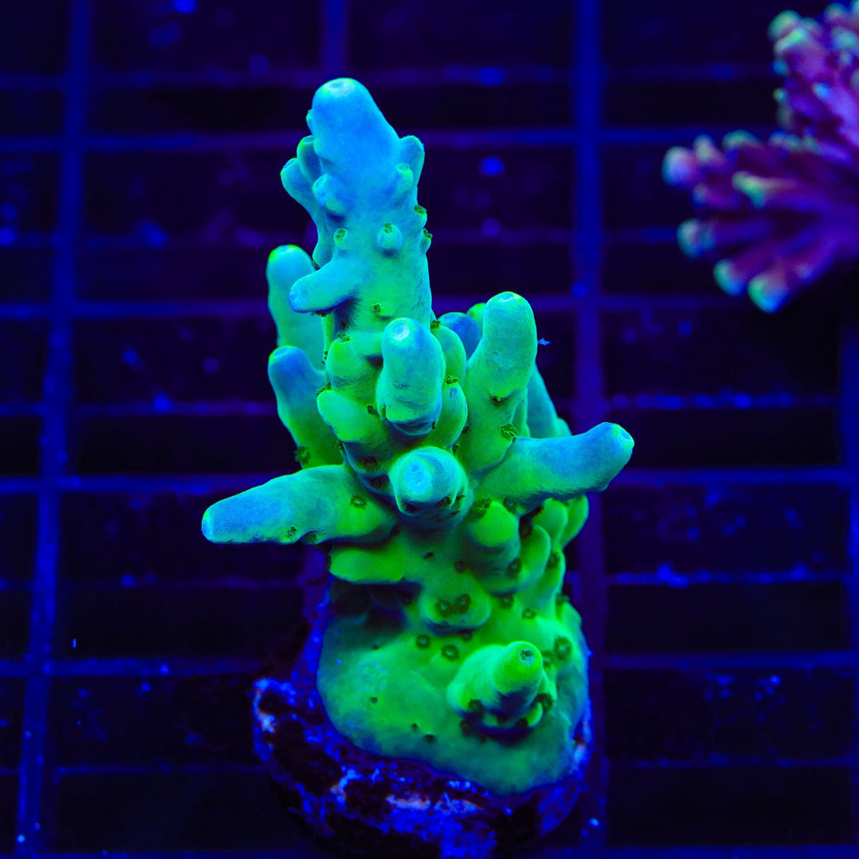 TSA Pearl Acropora Coral