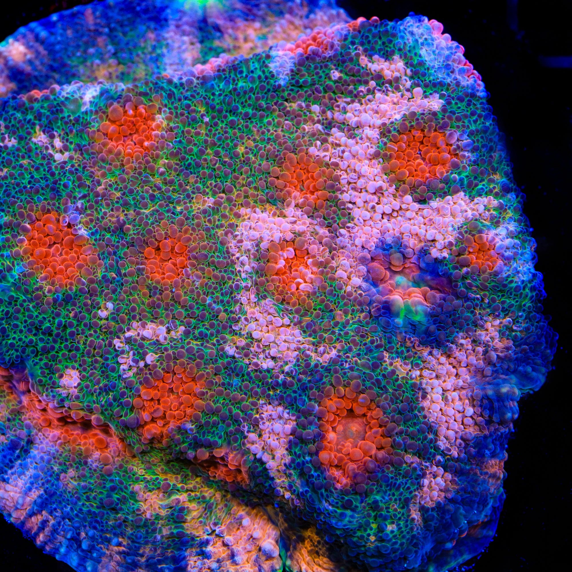 TSA Pepto Blast Chalice Coral – Top Shelf Aquatics