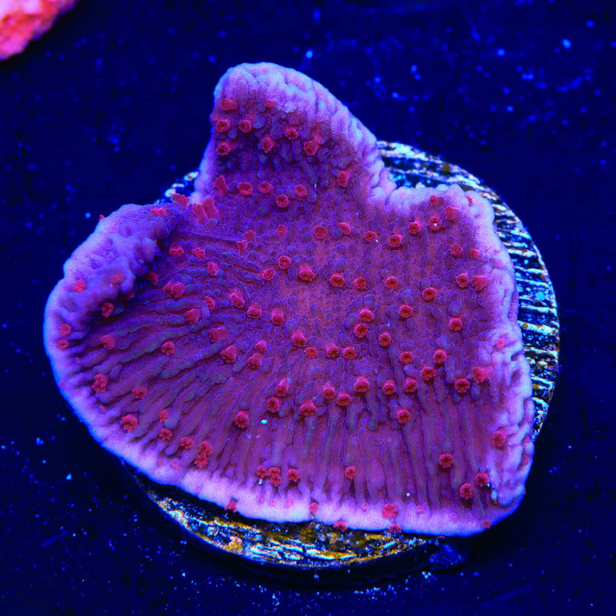 TSA Periwinkle Passion Montipora Cap Coral