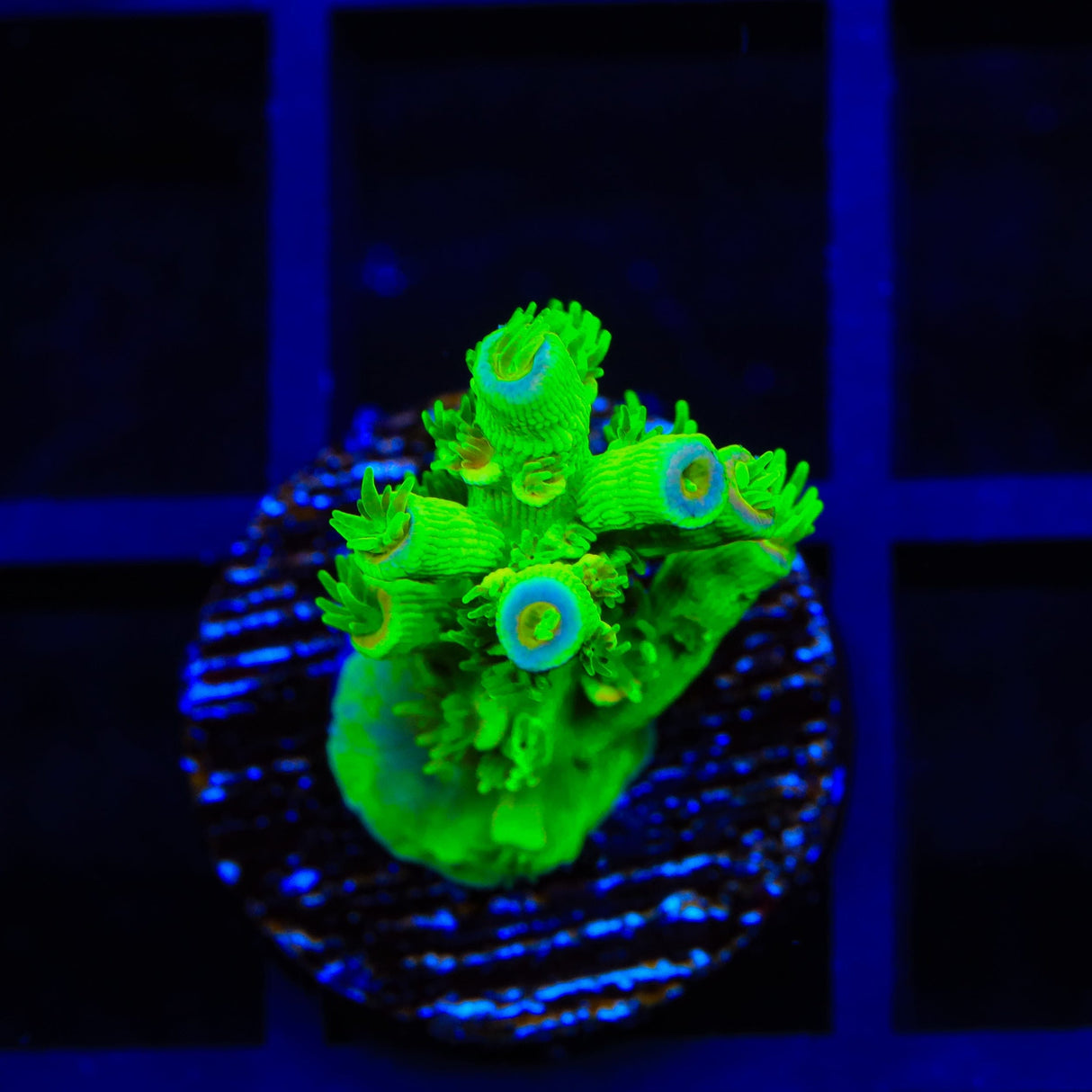 TSA Peter Pan Tenuis Acropora Coral