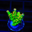 TSA Peter Pan Tenuis Acropora Coral