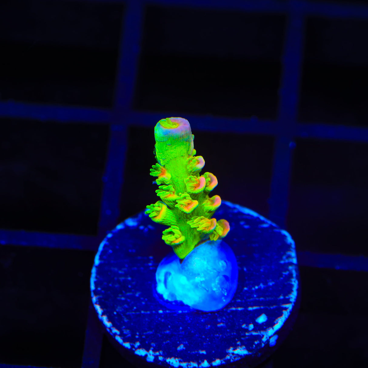 TSA Peter Pan Tenuis Acropora Coral