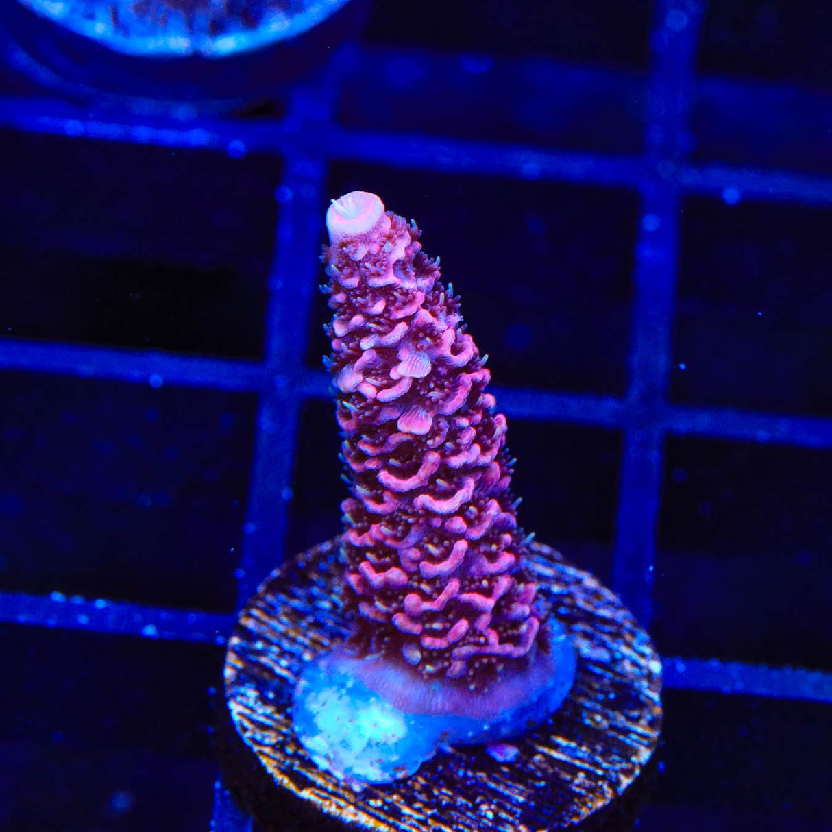 TSA Phantom Millepora Acropora Coral