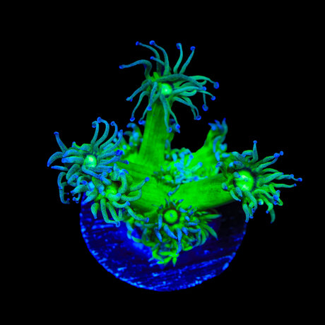 TSA Pin Stripe Goniopora Coral