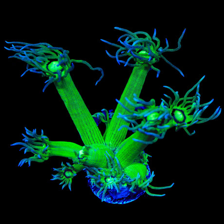 TSA Pin Stripe Goniopora Coral