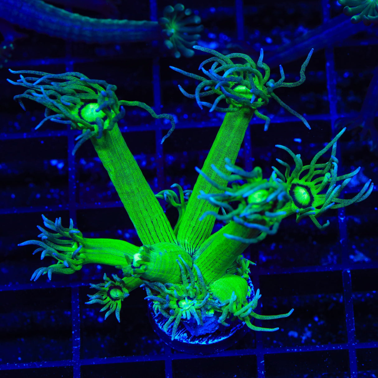 TSA Pin Stripe Goniopora Coral