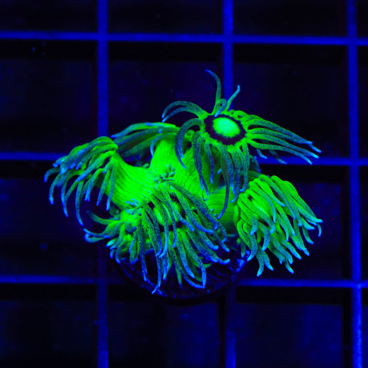 TSA Pin Stripe Goniopora Coral