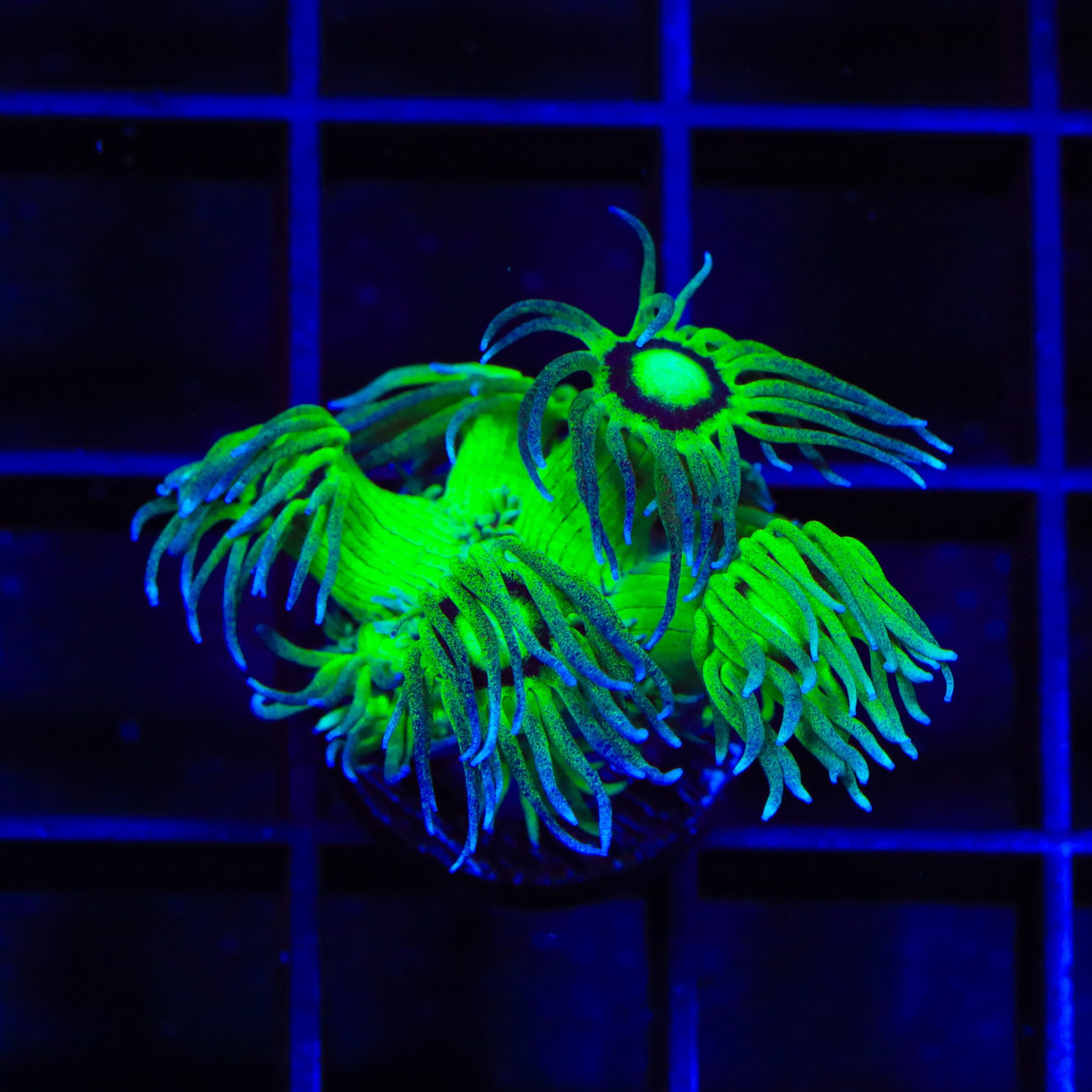 TSA Pin Stripe Goniopora Coral