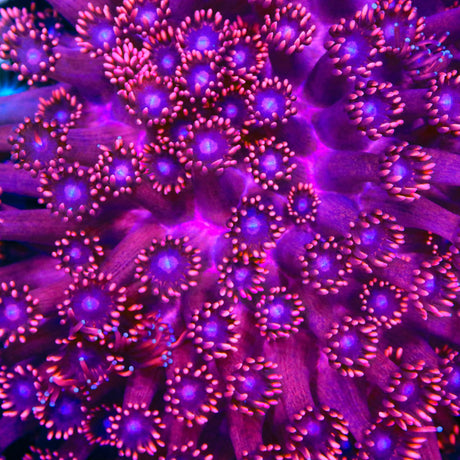 TSA Pink Dreams Goniopora Coral