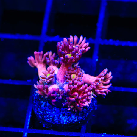TSA Pink Pussycat Goniopora Coral