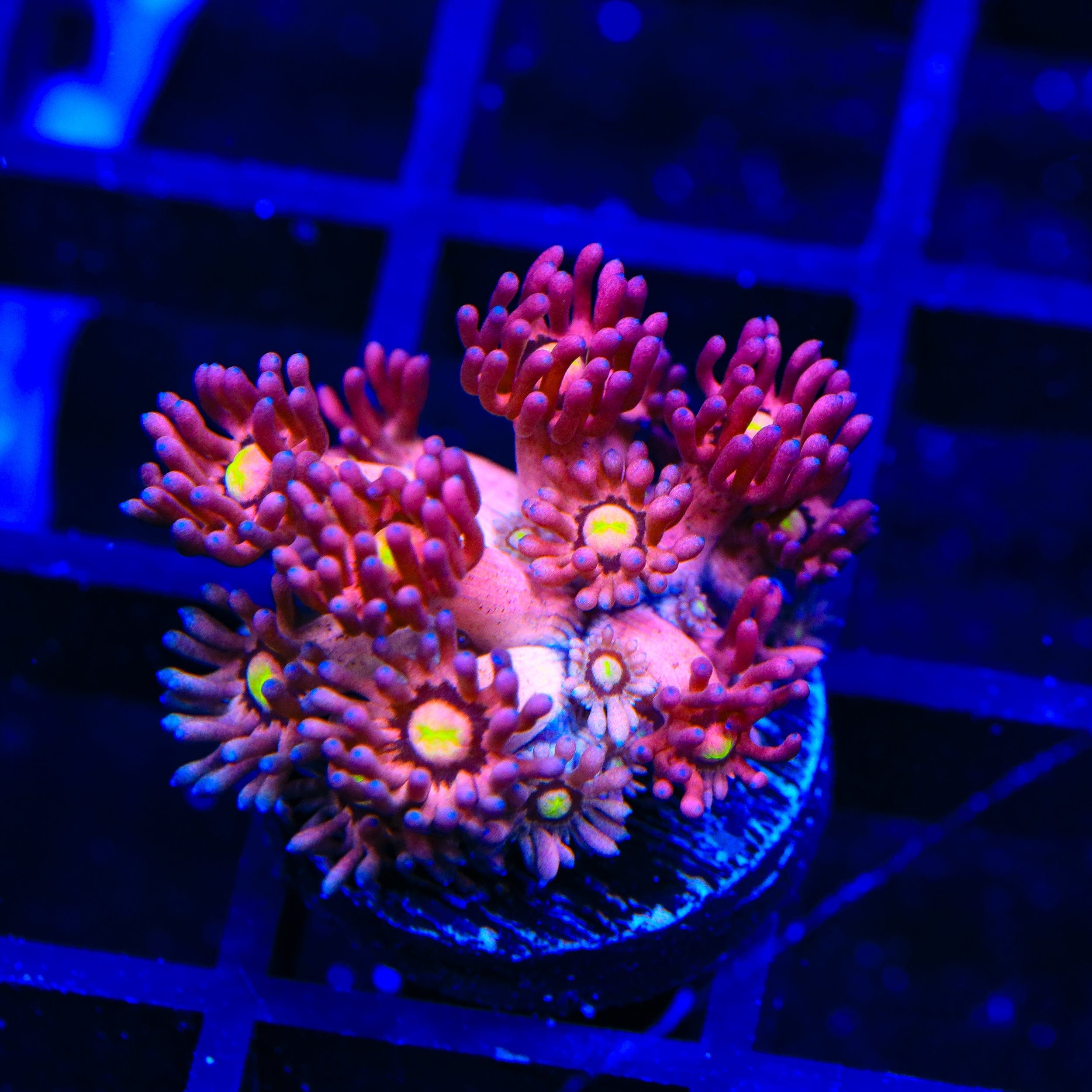 TSA Pink Pussycat Goniopora Coral