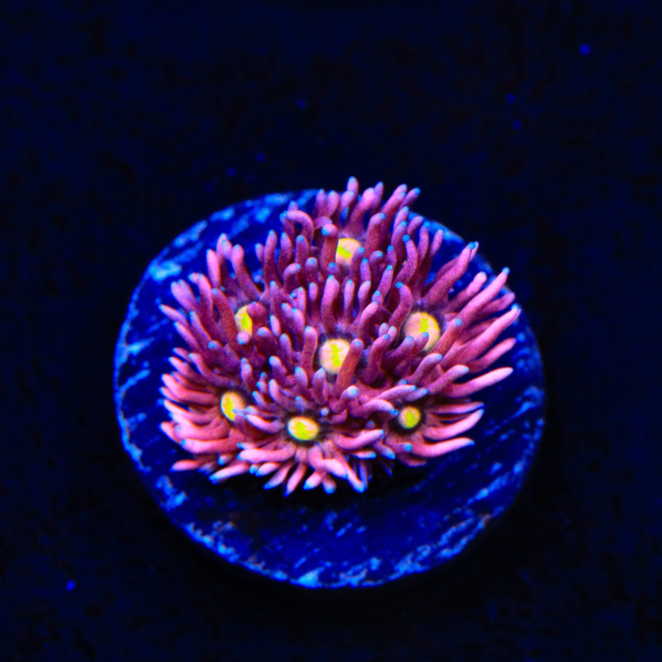 TSA Pink Pussycat Goniopora Coral