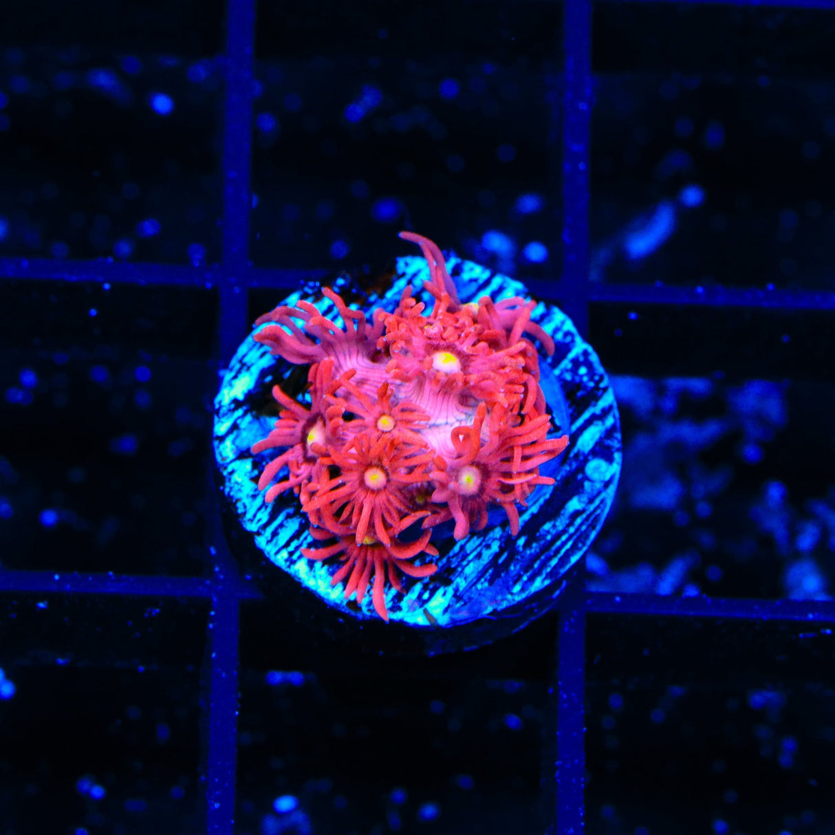 TSA Pink Scream Goniopora Coral