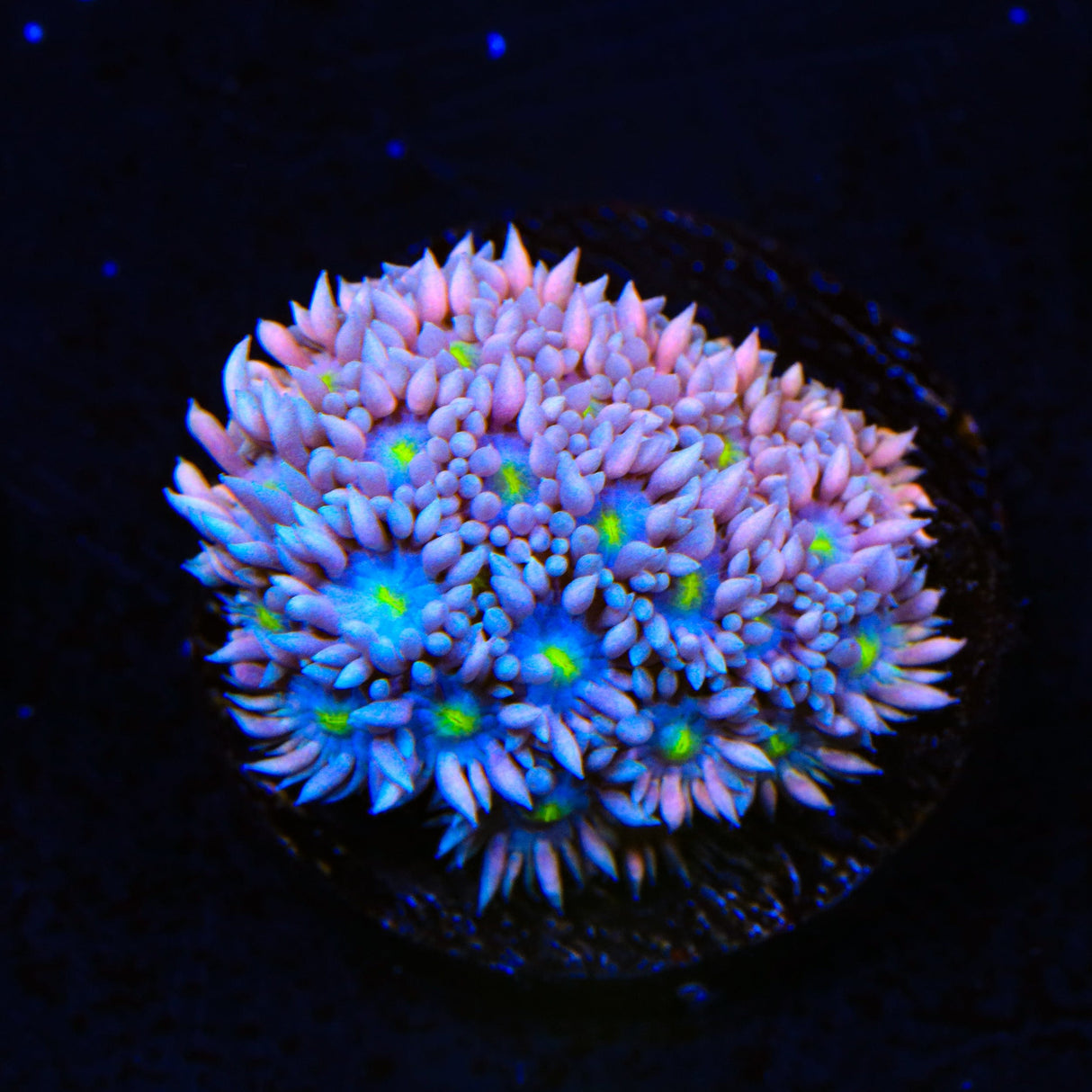 TSA Pink Sky Goniopora Coral