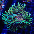 TSA Pink Tip Birdsnest Colony Coral