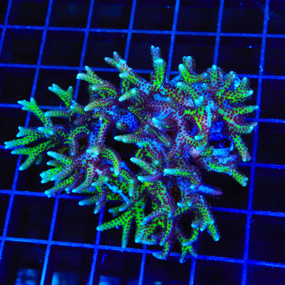 TSA Pink Tip Birdsnest Colony Coral