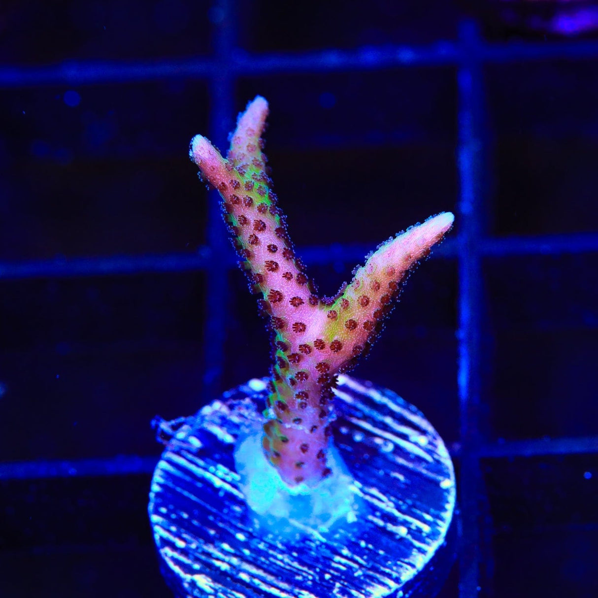 TSA Pink Tip Birdsnest Coral
