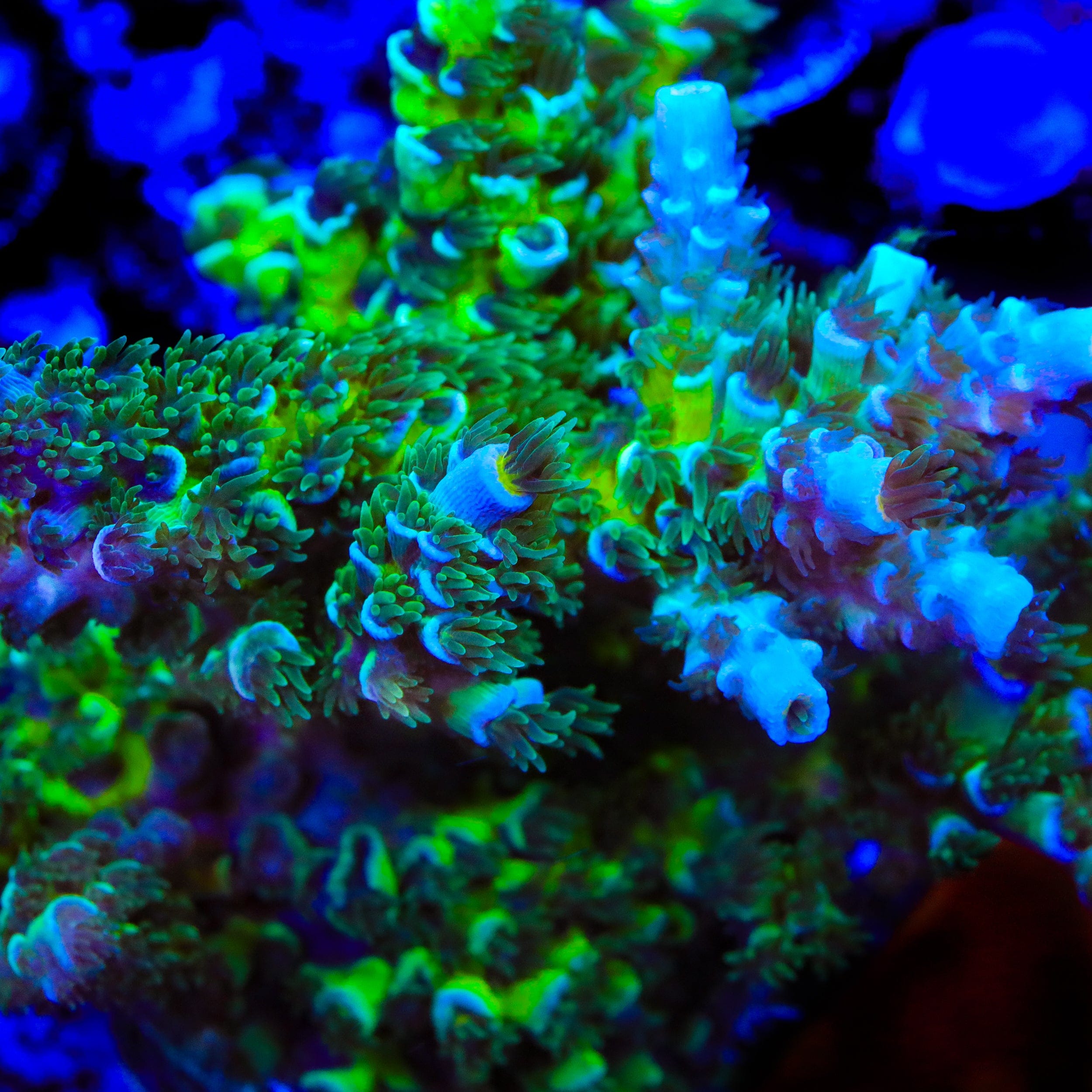 TSA Pixie Pop Acropora Coral