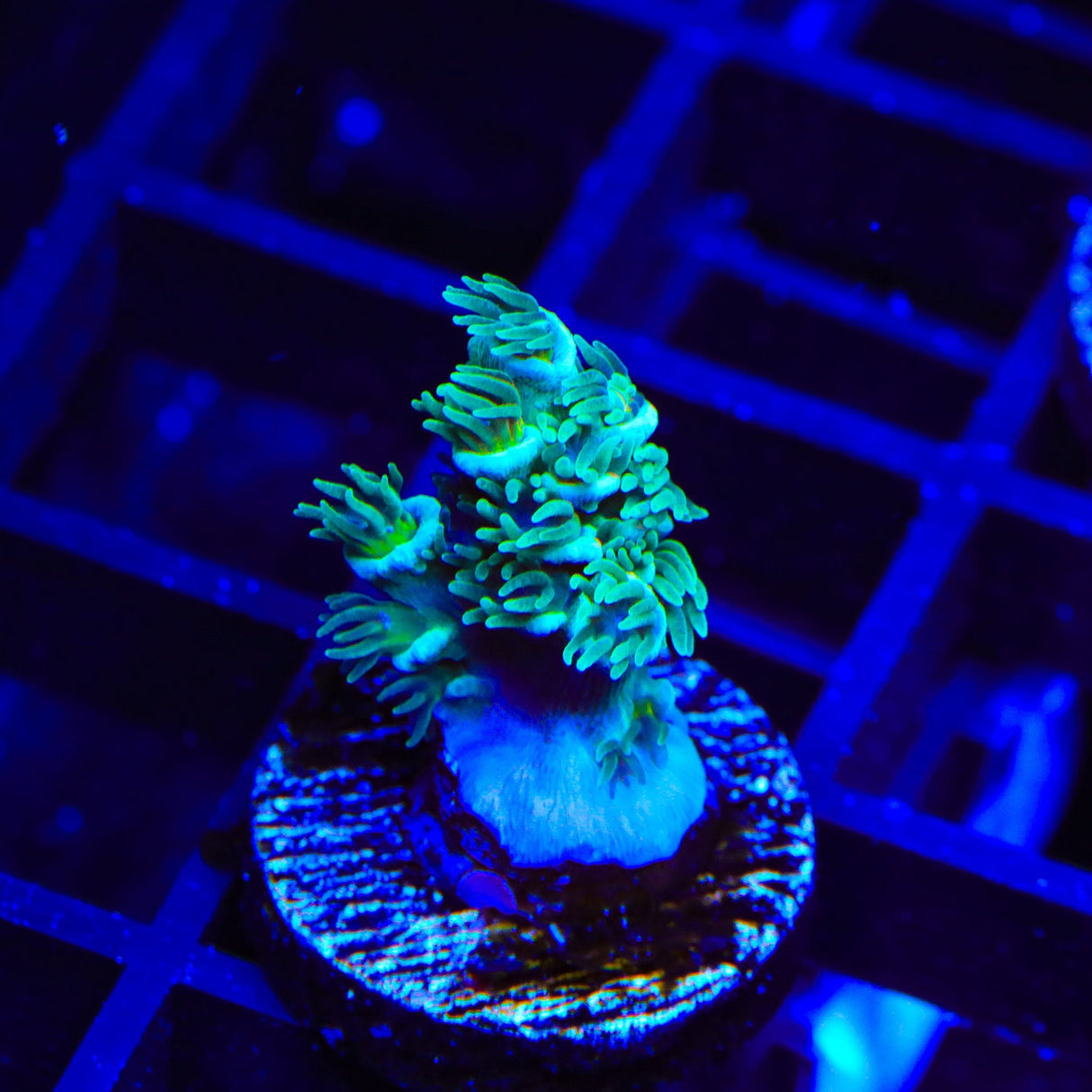 TSA Pixie Pop Acropora Coral