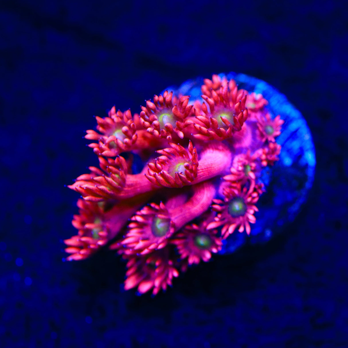 TSA Pixie Straw Goniopora Coral