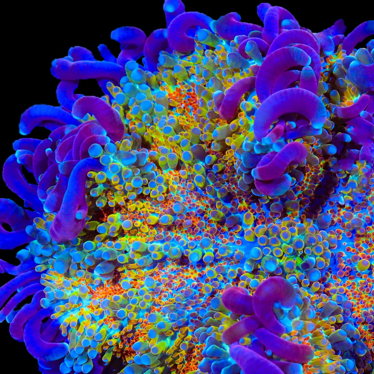 TSA Play-Doh Bounce Mushroom Coral