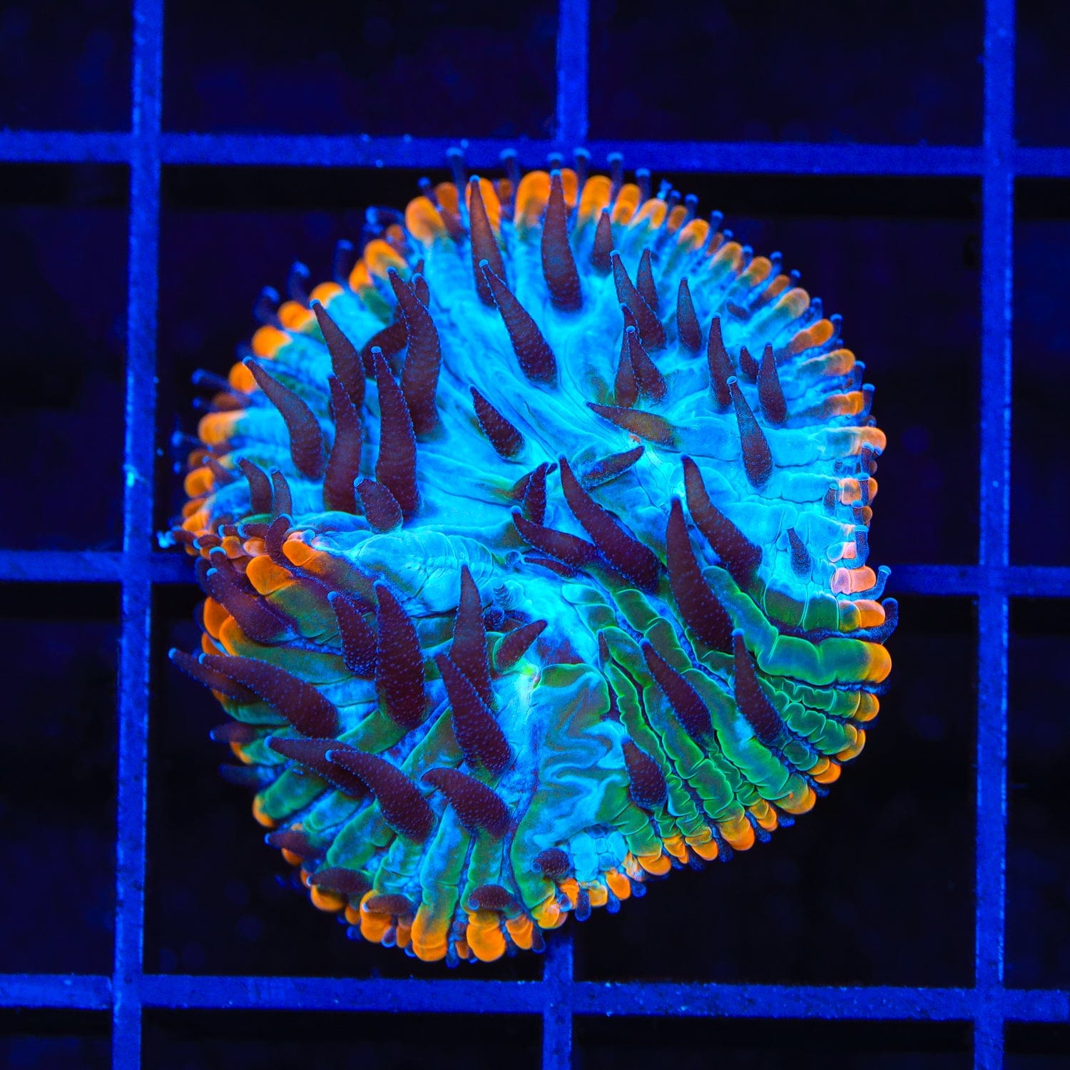 TSA Popsicle Aquacultured Plate Coral – Top Shelf Aquatics