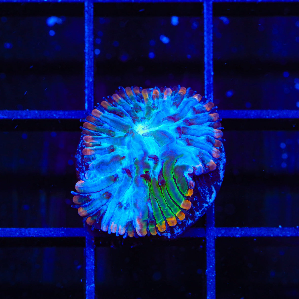TSA Popsicle Aquacultured Plate Coral
