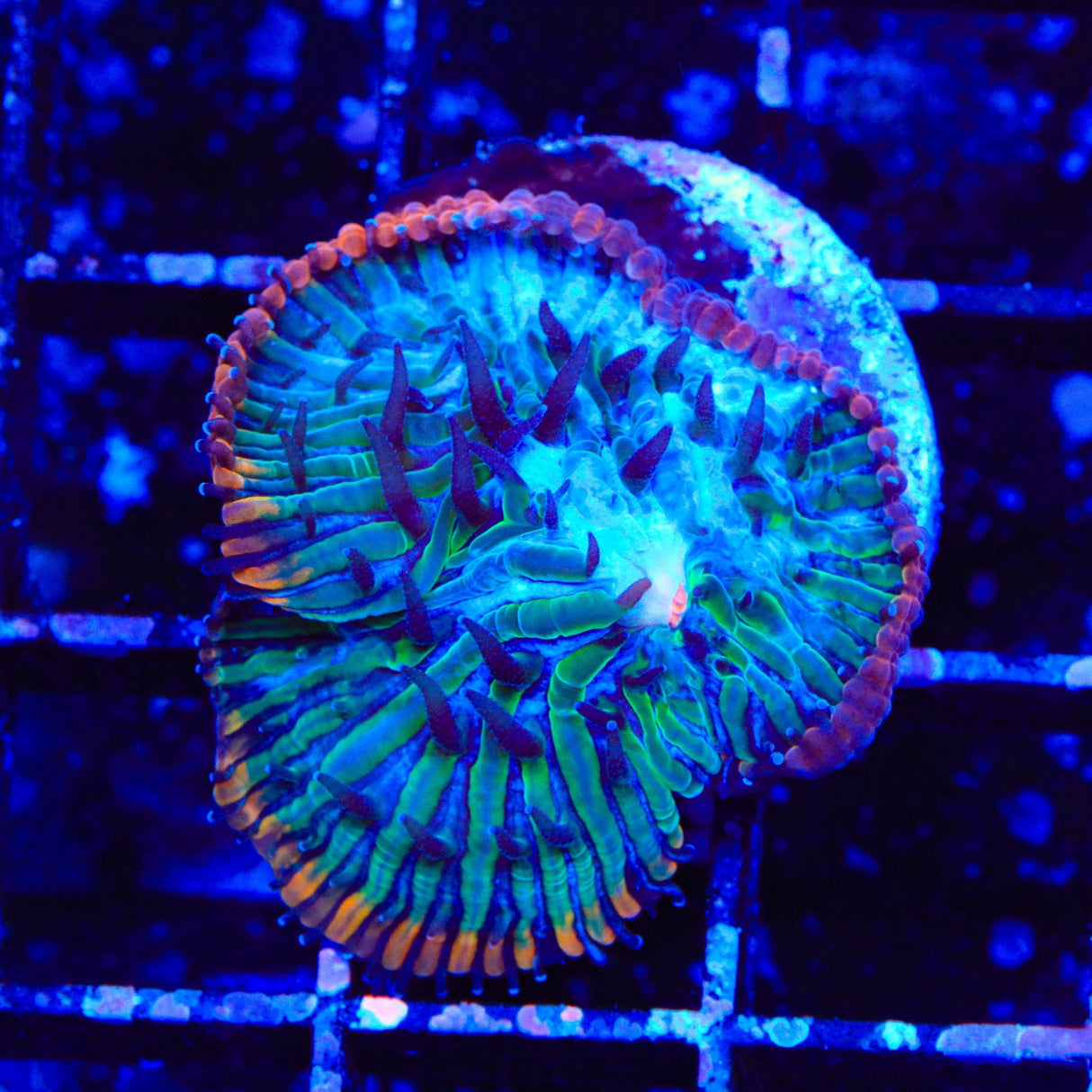 TSA Popsicle Aquacultured Plate Coral