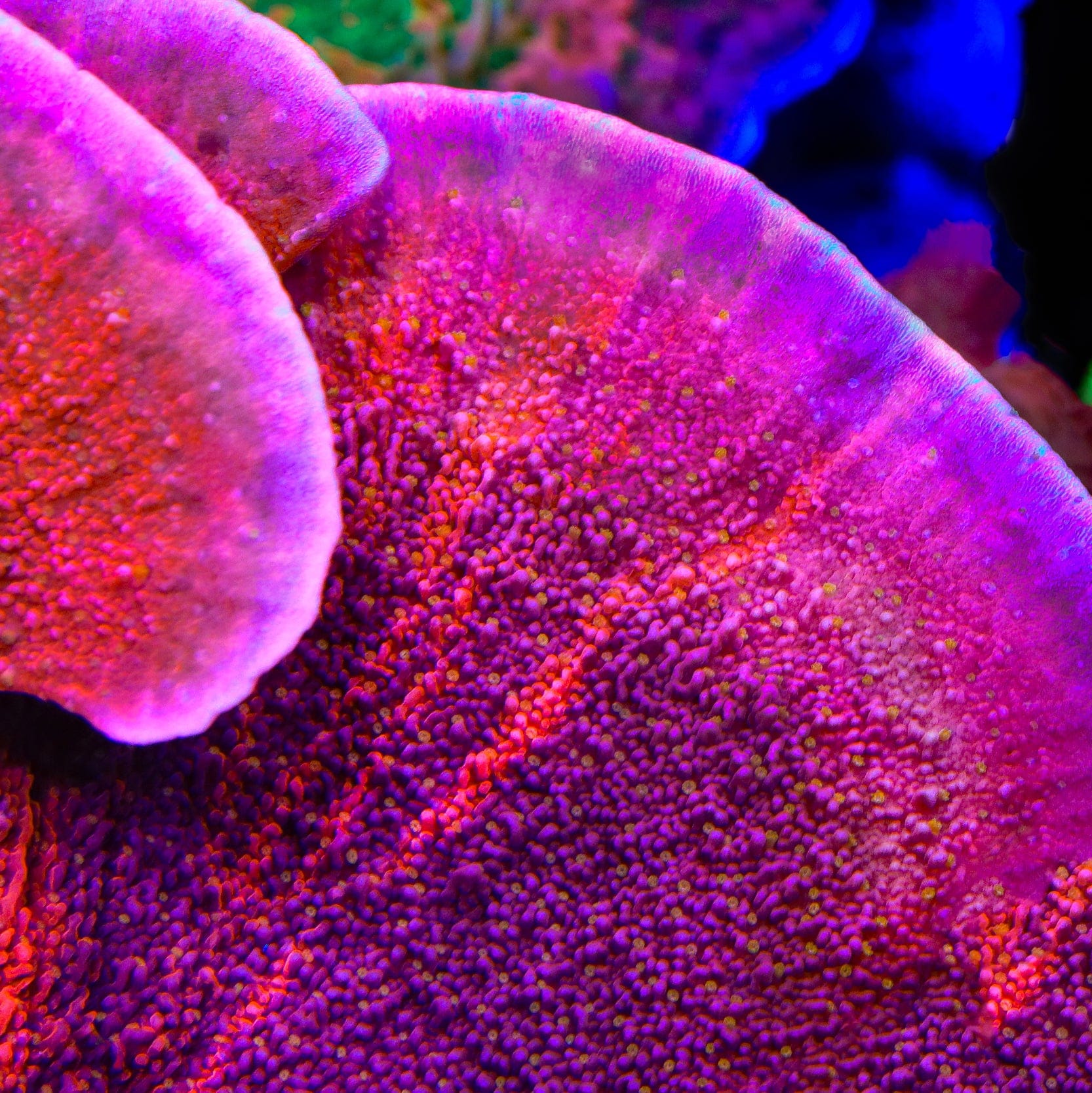 reef TSA Popsicle Grafted Montipora Coral – Top Shelf Aquatics