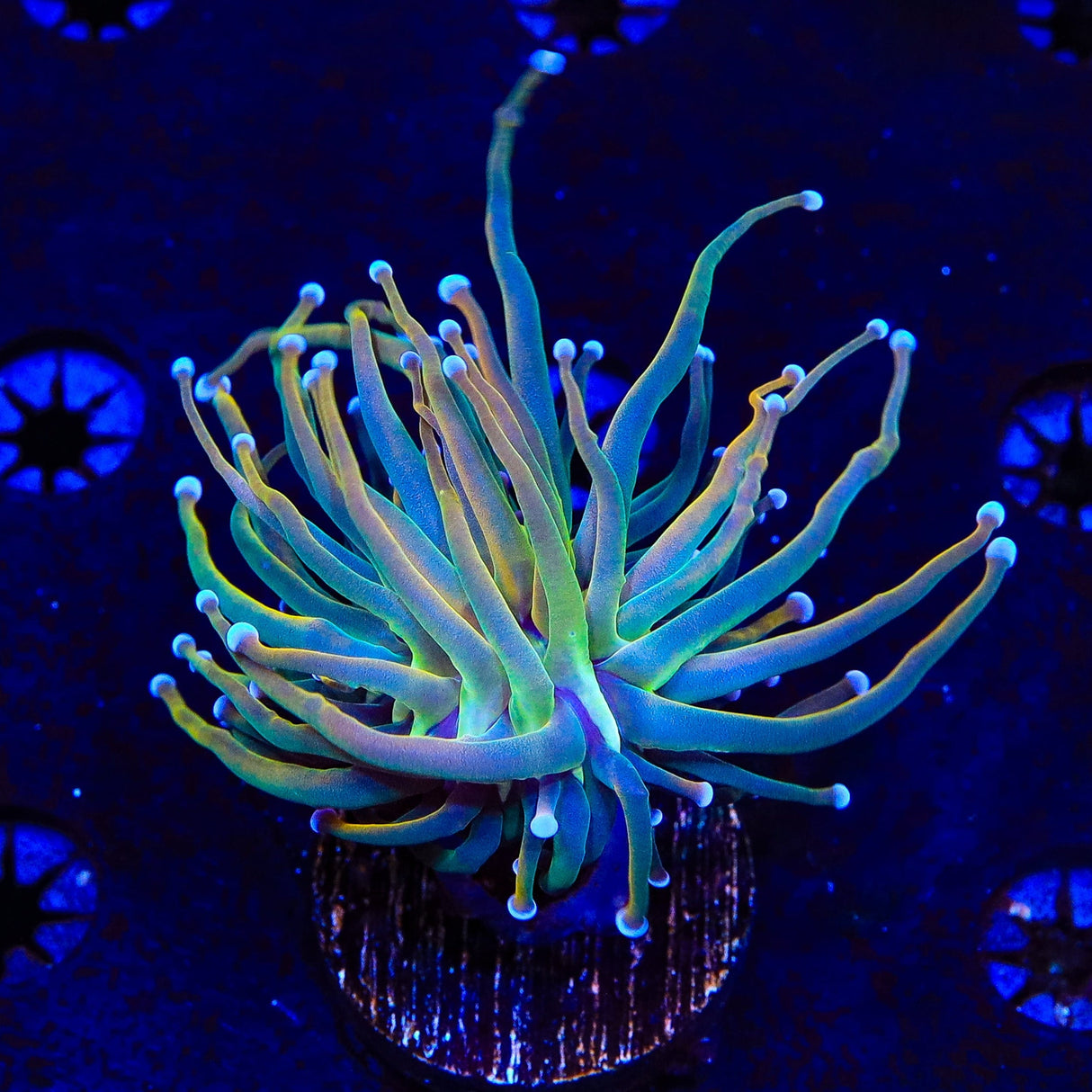 TSA Pot of Gold Torch Coral