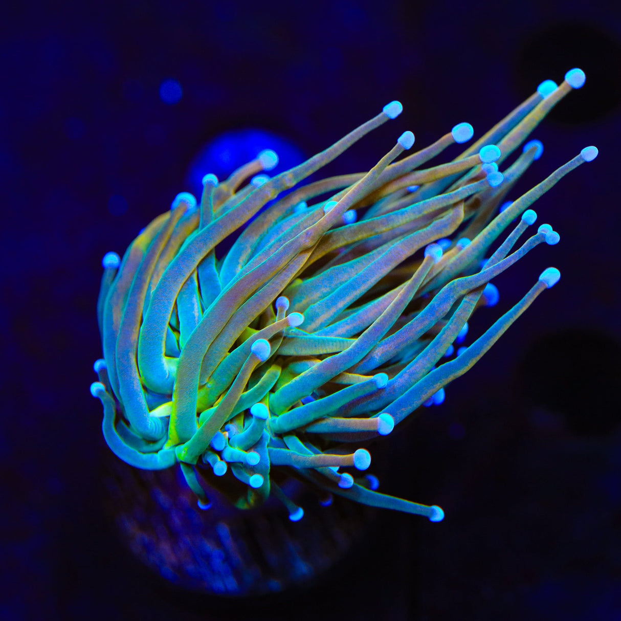 TSA Pot of Gold Torch Coral