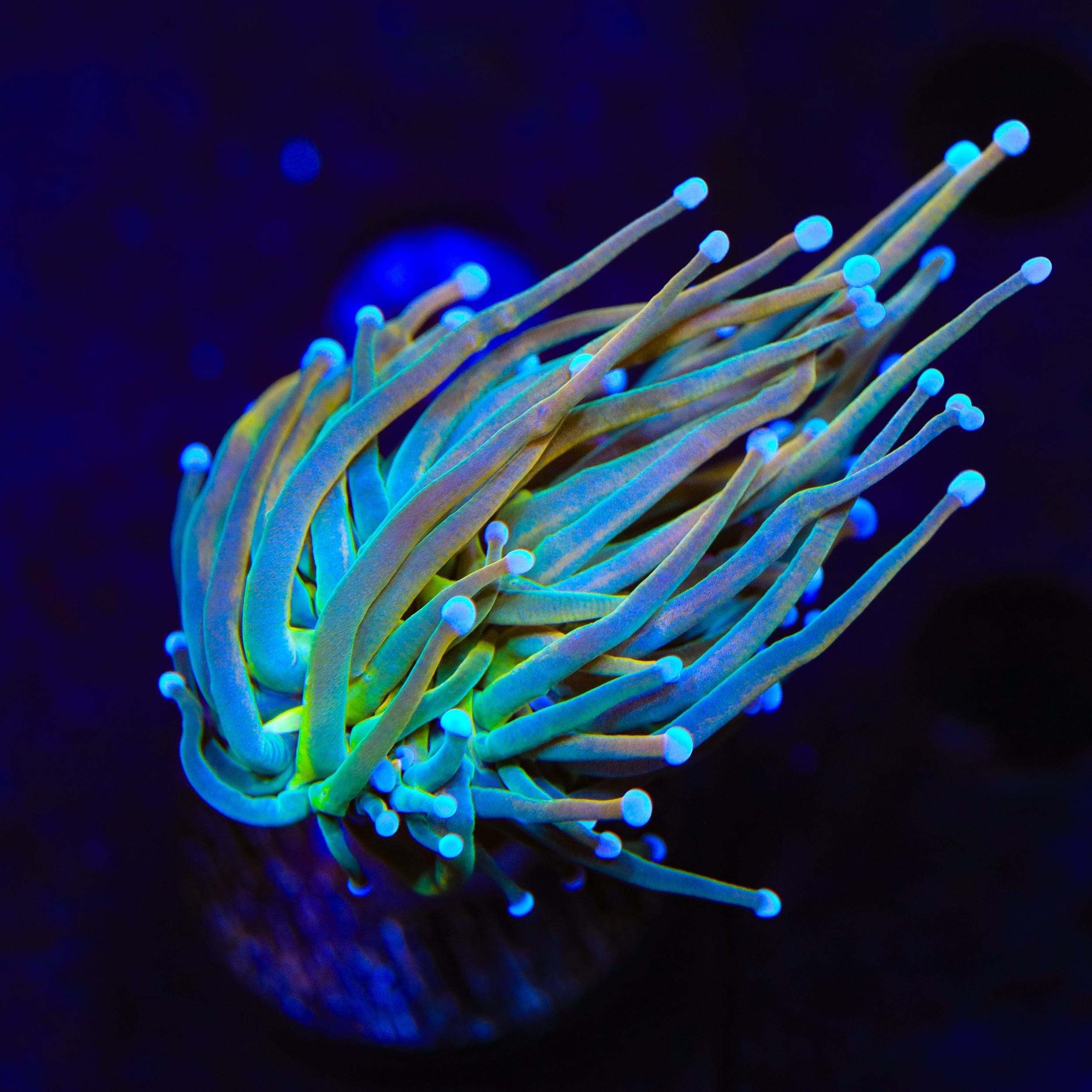 TSA Pot of Gold Torch Coral