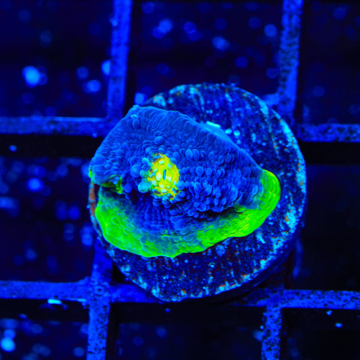 TSA PPE Chalice Coral