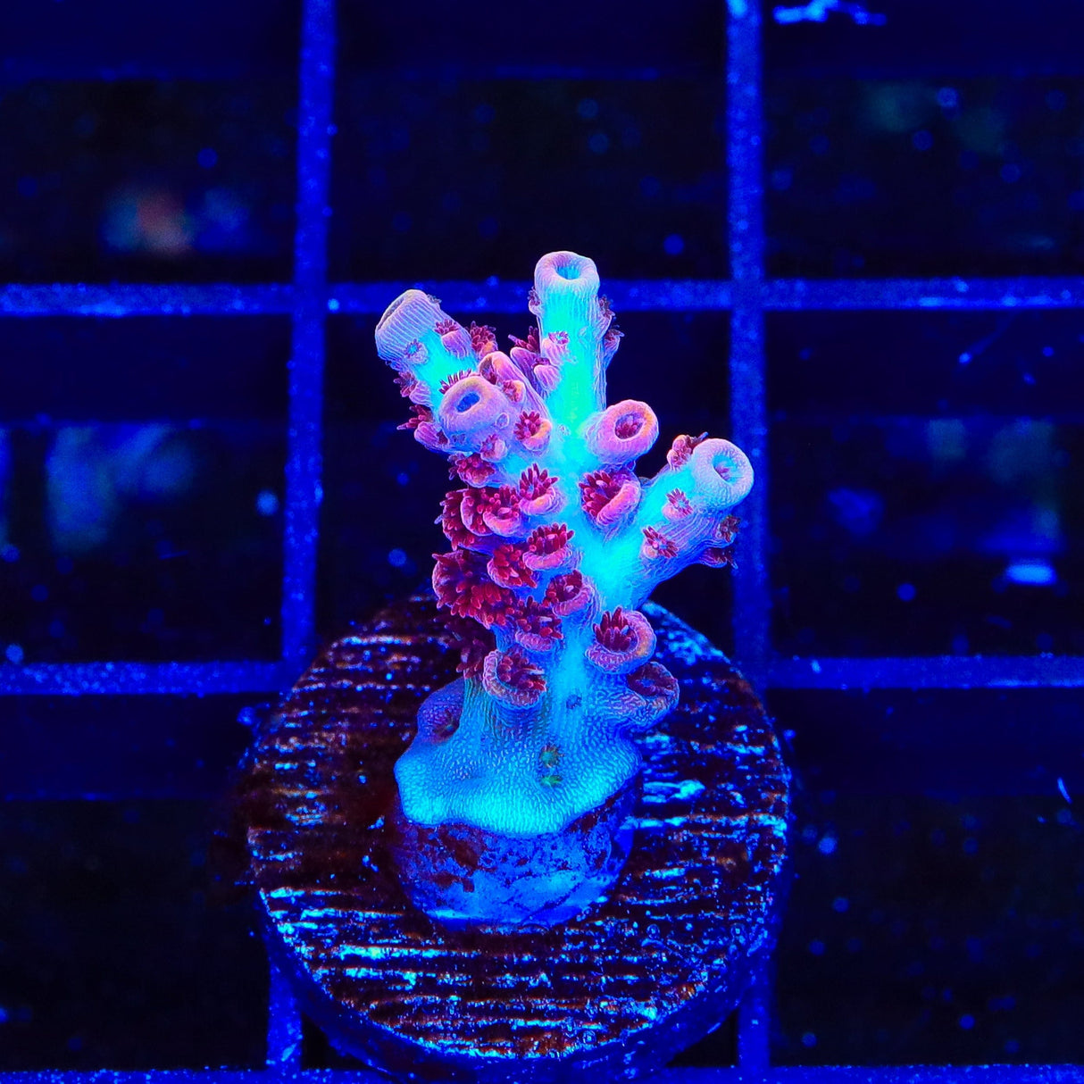 TSA Prairie Fire Acropora Coral