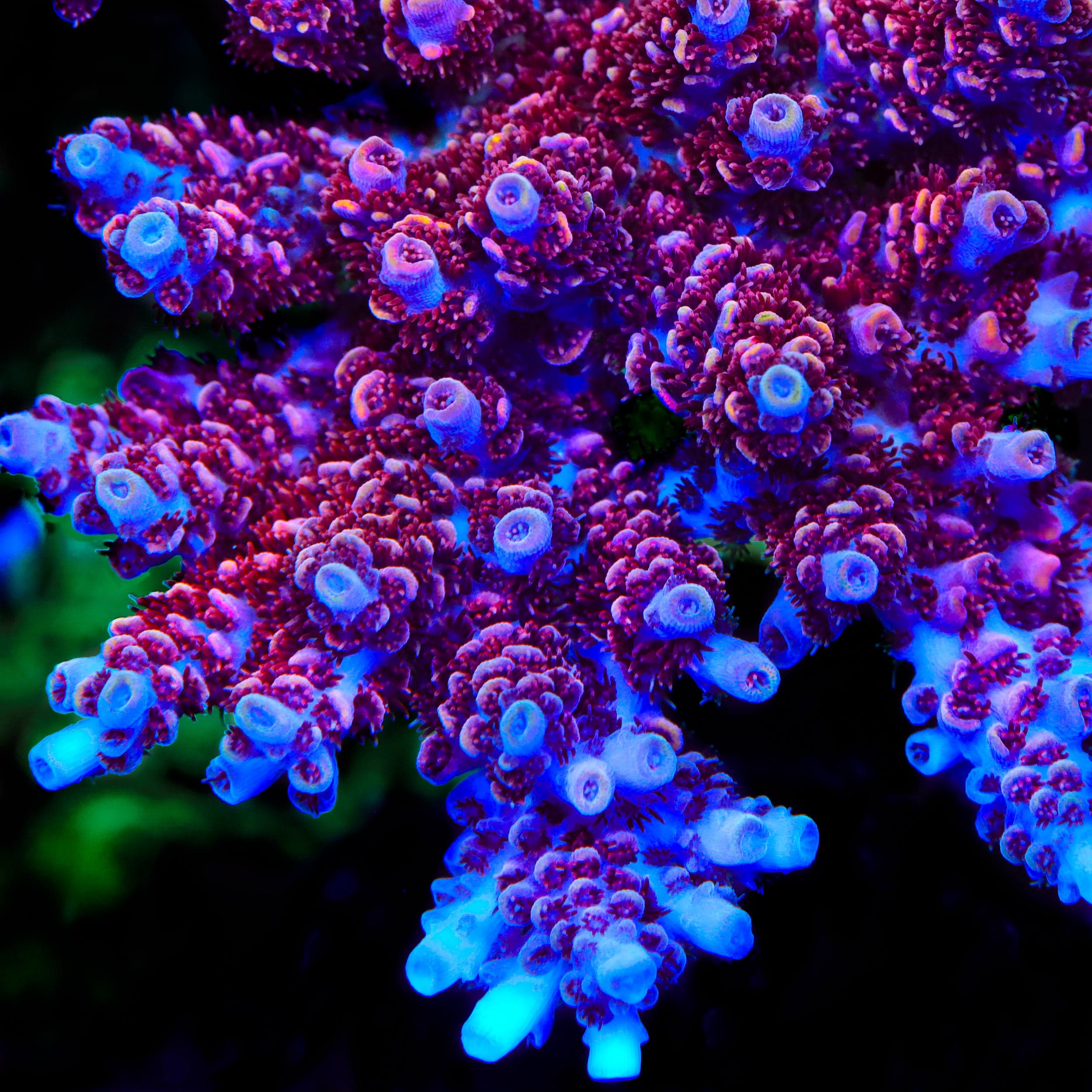 TSA Prairie Fire Acropora Coral